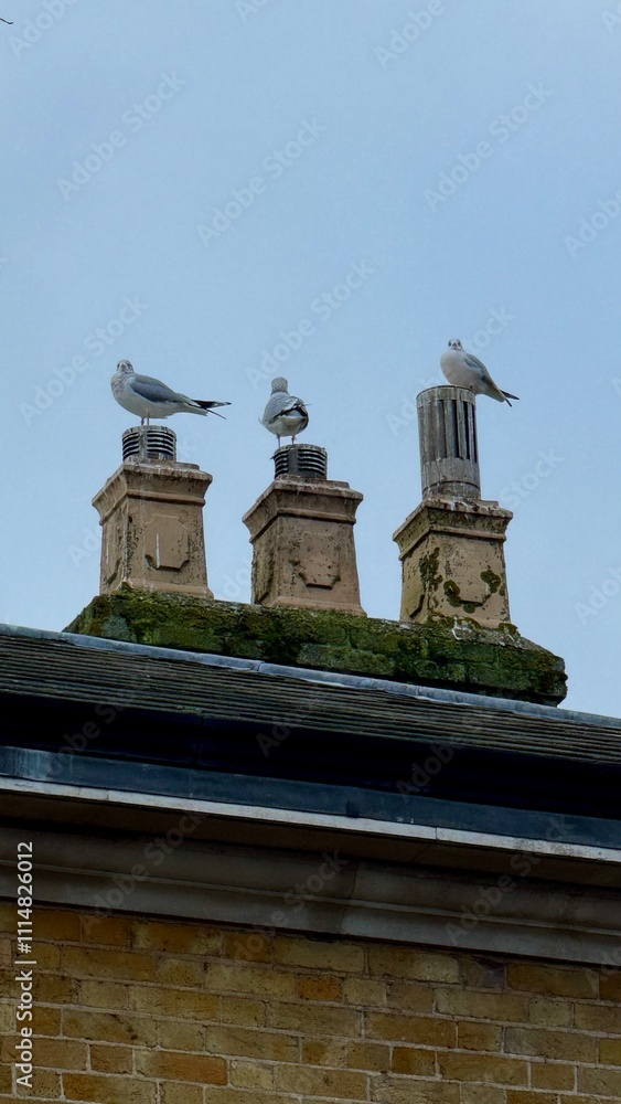 Obraz premium Three Seagulls Perched on a Moss-Covered Old Chimney with Ornate Details
