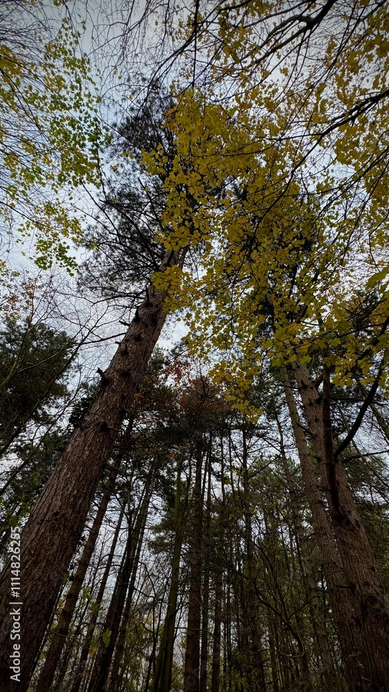 Fototapeta premium Trees in autumn. Tall Autumn Trees from Below with 0.5x Zoom Perspective