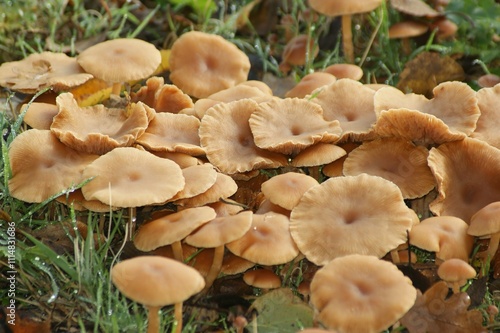 Cluster of common Brown scurfy twiglet or totally tedious Tubaria furfuracea Mushrooms in Grass photo