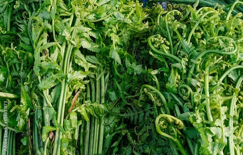 Collection of pakis, or edible ferns. The green fronds are tightly coiled and fresh, likely in a market setting. Pakis are used in dishes for their unique texture and flavor. photo