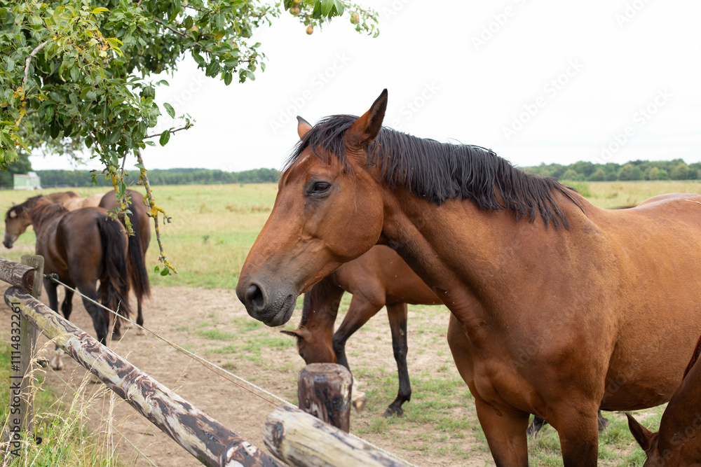 Fototapeta premium A brown horse is looking at the camera.