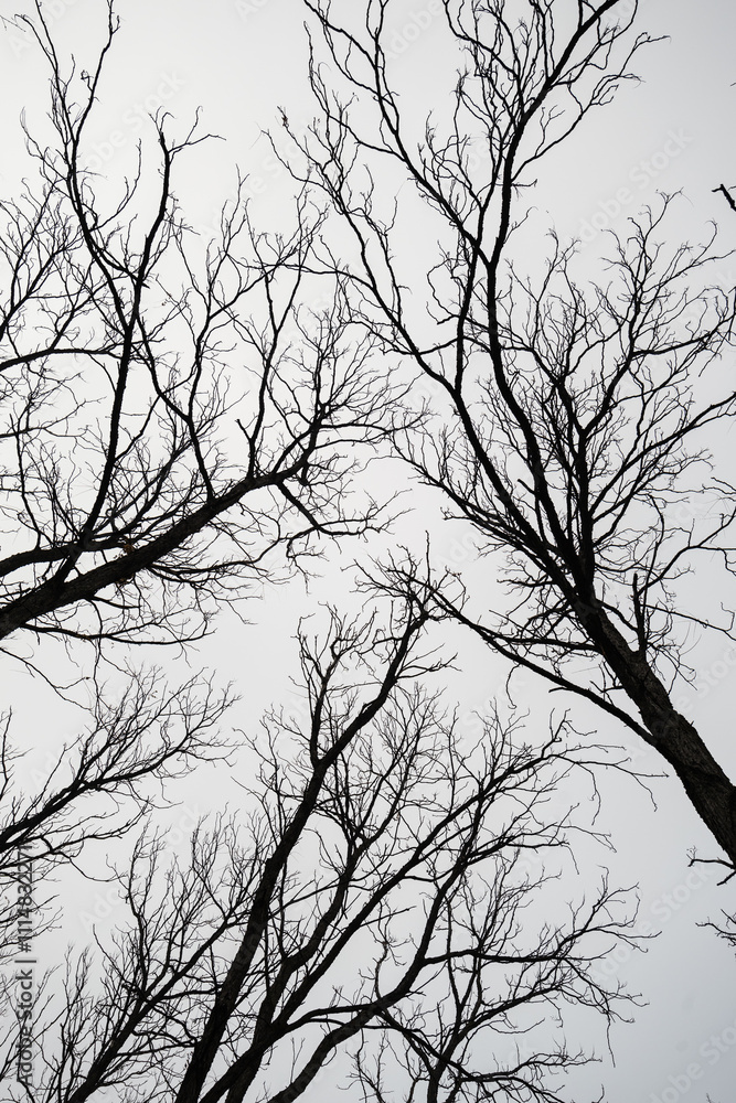 Obraz premium silhouette of a tree