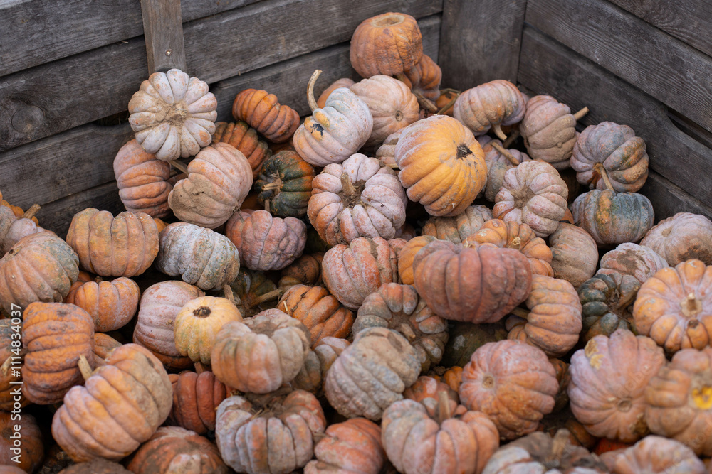 many mini pumpkins at an outdoor farmers market many mini pumpkins at an outdoor farmers market