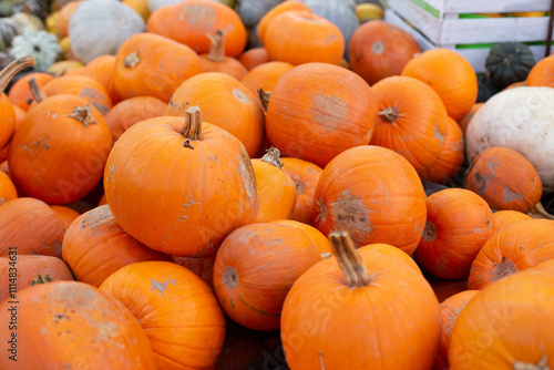 Orange autumn pumpkin, pumpkin on market display no label, display of a crop of large pumpkins on top market display ready for the fall season, halloween photo