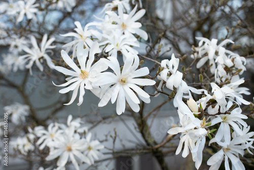 Flowering Star-White Magnolia Tree in garden. Magnolia stellata flowers, close up. Star Blossoming Magnolia japonica flowers.