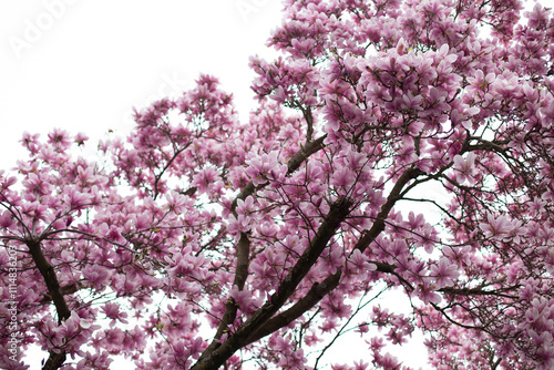 Wallpaper Mural Blooming magnolia tree with beautiful flowers in the spring Torontodigital.ca