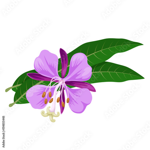 Illustration of fireweed flowers and green leaves, also known as rosebay or willowherb, scientific name Chamaenerion angustifolium, isolated on white background.