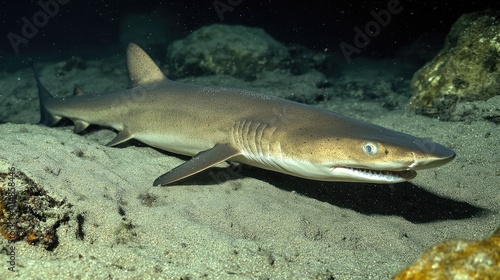 Shark Swimming Gracefully on Sandy Ocean Floor in Clear Water
