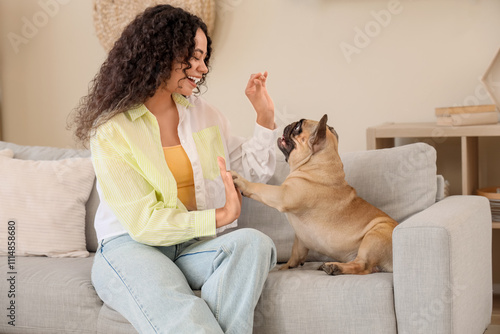 Cute French bulldog giving ...