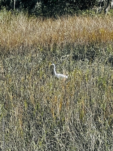 bird in river grass