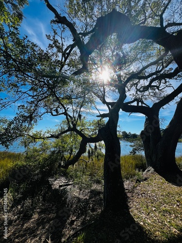 tree in the park