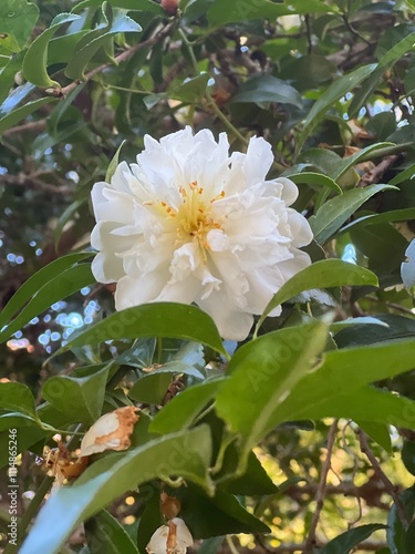 white flower