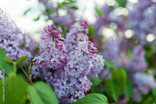 flores lilas en primavera 2024