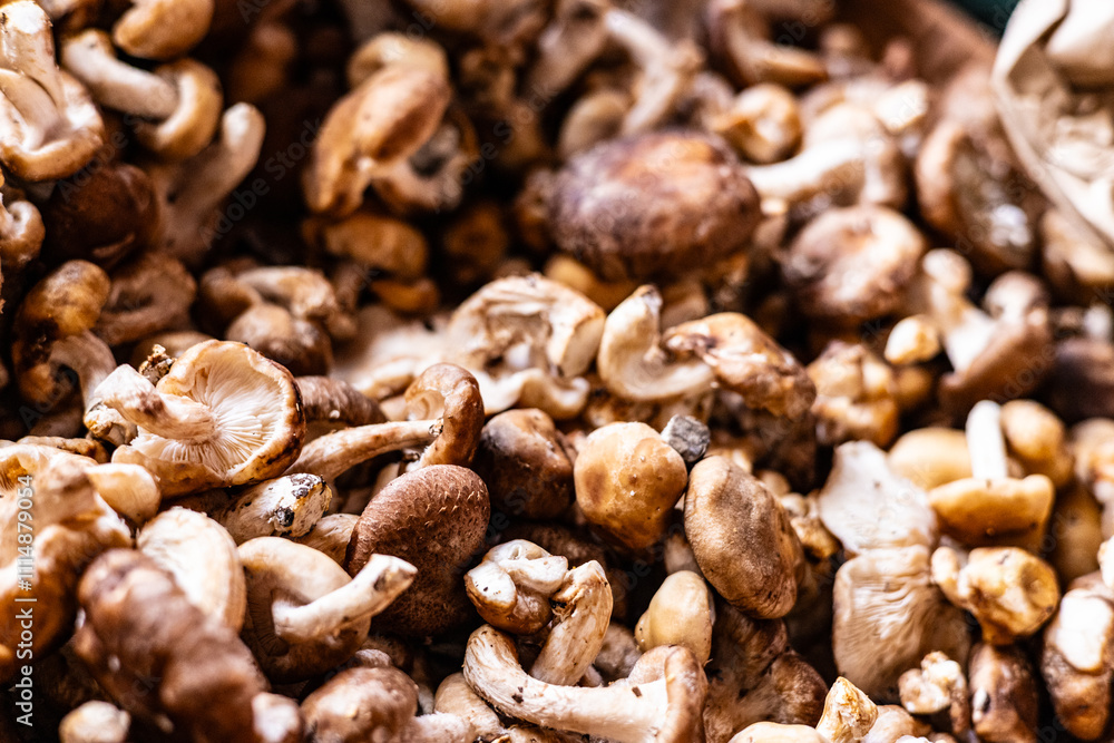 Obraz premium Organic Veg - Shitake