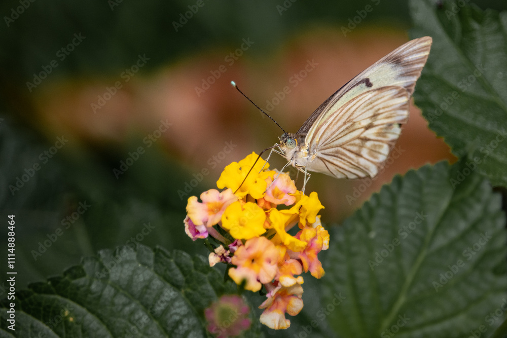 Obraz premium butterfly