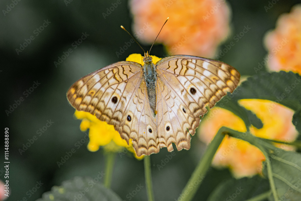 Obraz premium butterfly