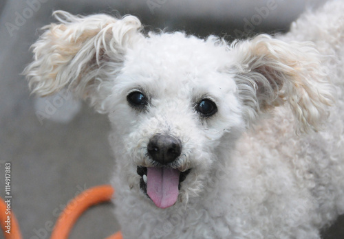 OC SHELTER DOGS.© Pupparazzi - Debbie VanStory