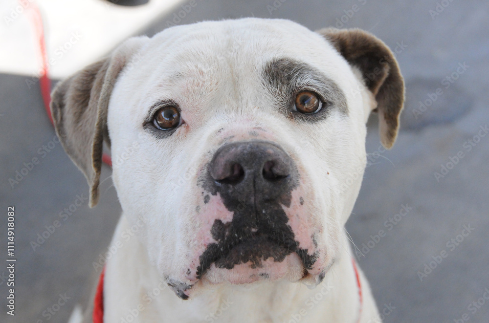 Obraz premium ocac, shelter dogs, jail, confinement, adopt don't shop, pit bull, german shepherd, boxer, mix breed, chihuaha, maltipoo, pug, husky, american bull dog, mastiff, beagle, staffy, action, caged, portrai