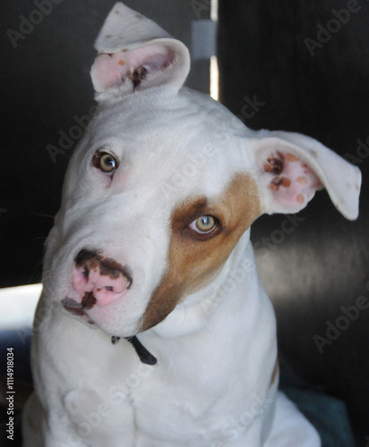 OC SHELTER DOGS.© Pupparazzi - Debbie VanStory