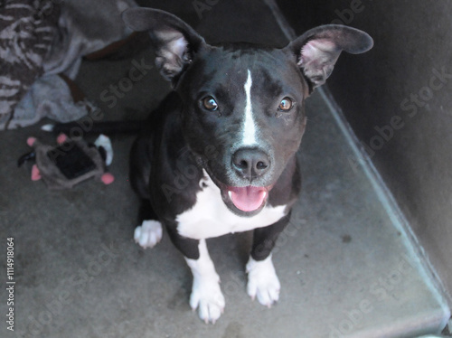 OC SHELTER DOGS.© Pupparazzi - Debbie VanStory