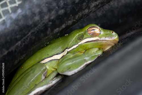 Green tree frog nesting in a garden hose