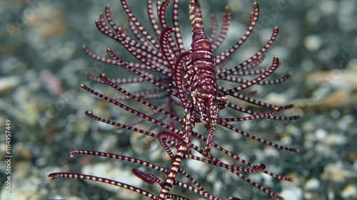 A close-up portrait of a striped shrimp sitting on a crinoid. The shrimp takes on the color of the crinoid on which it lives. Ambon crinoid shrimp (Laomenes amboinensis) 2 cm. photo