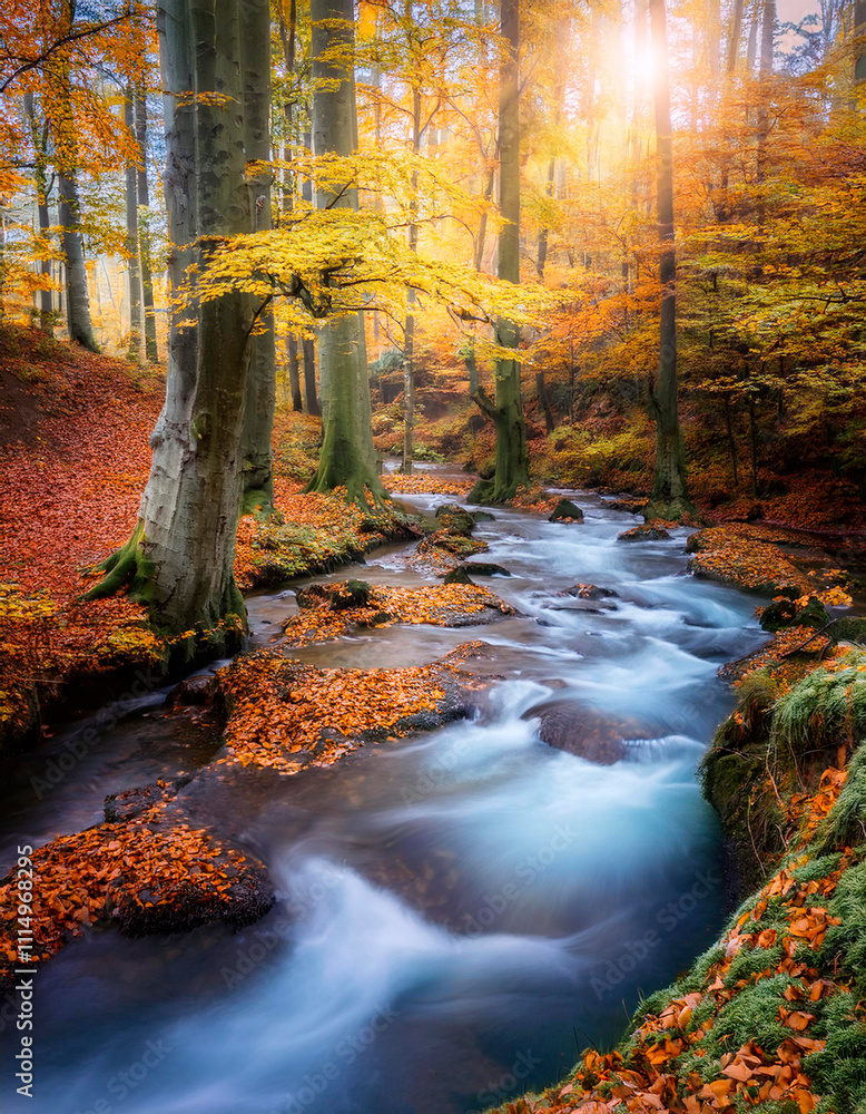 Corriente de agua por entre los árboles y hojas caídas del bosque. Corriente de agua por entre los árboles y hojas caídas del bosque.