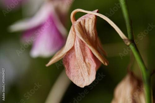 Konstfotografi Close-up view of wilted orchid on plant