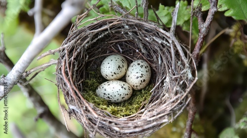 delicate chipping sparrow's nest made of twigs and grass perched on a slender branch, cradling three tiny eggs in a soft, mossy cup, showcasing the beauty of nature's craftsmanship