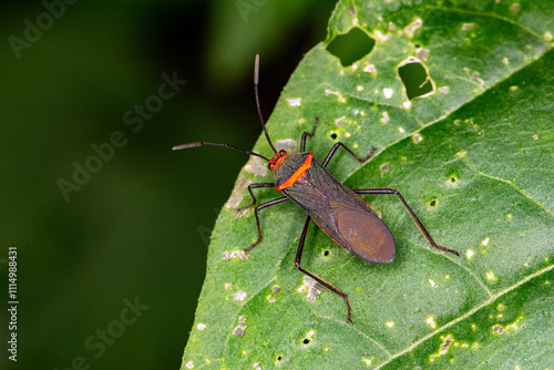 Percevejo-quebra-pedra (Sphictyrtus chrysis)	
