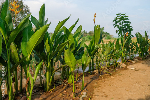 lush green trees Heliconia flowers