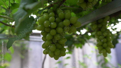 Green grapes hanging from the vine, still unripe, with a vibrant, fresh appearance. The smooth texture and rich color of the grapes contrast beautifully against the leafy background. photo