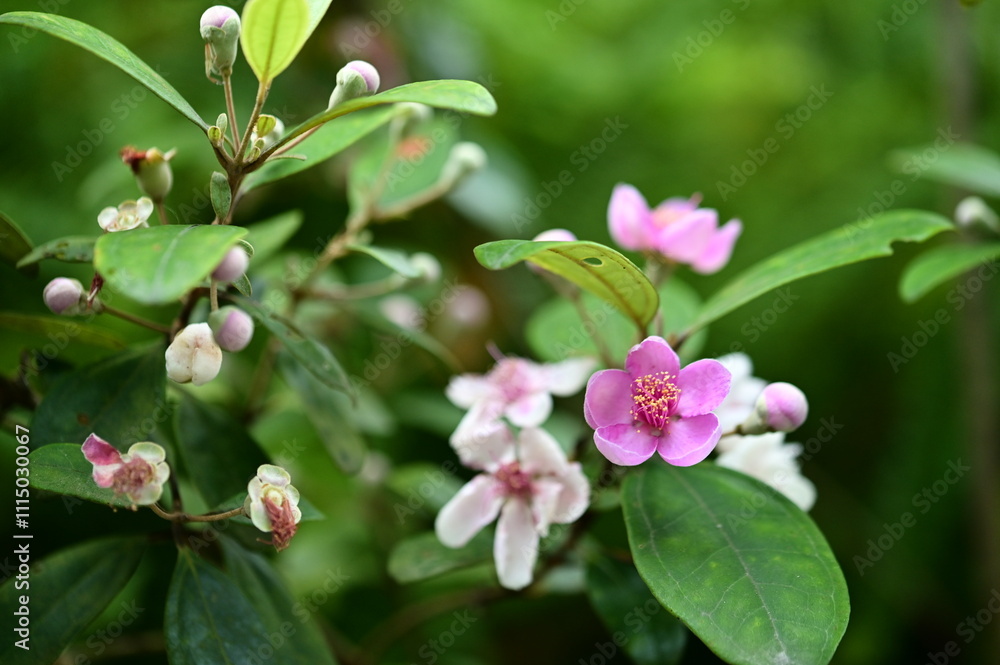 Obraz premium Rhodomyrtus tomentosa, famed for pink petals, symbolizes love and beauty, blooming in spring and summer. It signifies 