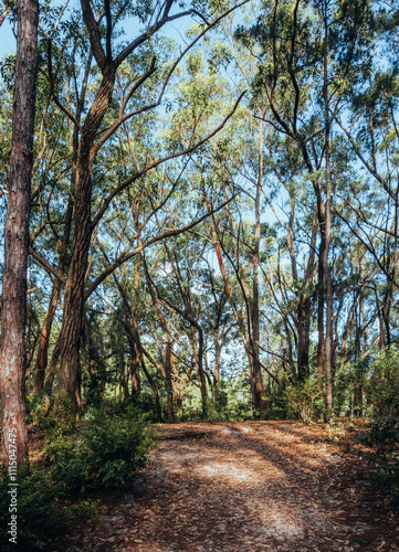 path in the forest