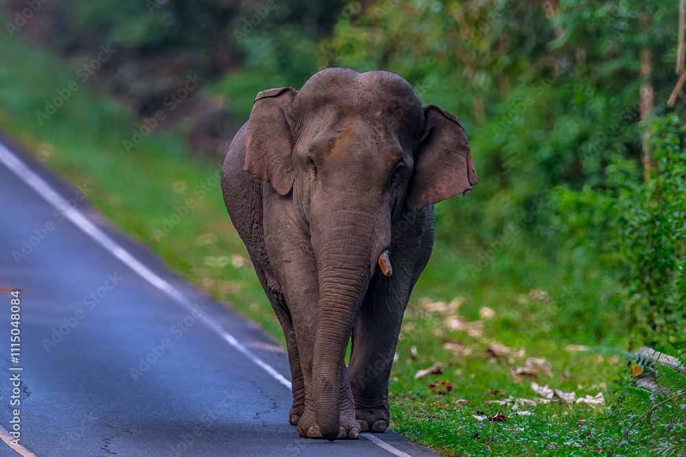 Fototapeta premium Elephants are large mammals and are the largest land animals. Wild elephants eat plants. They are big, have a small head, big legs, and have a trunk that reaches to the ground. That trunk is the nose.