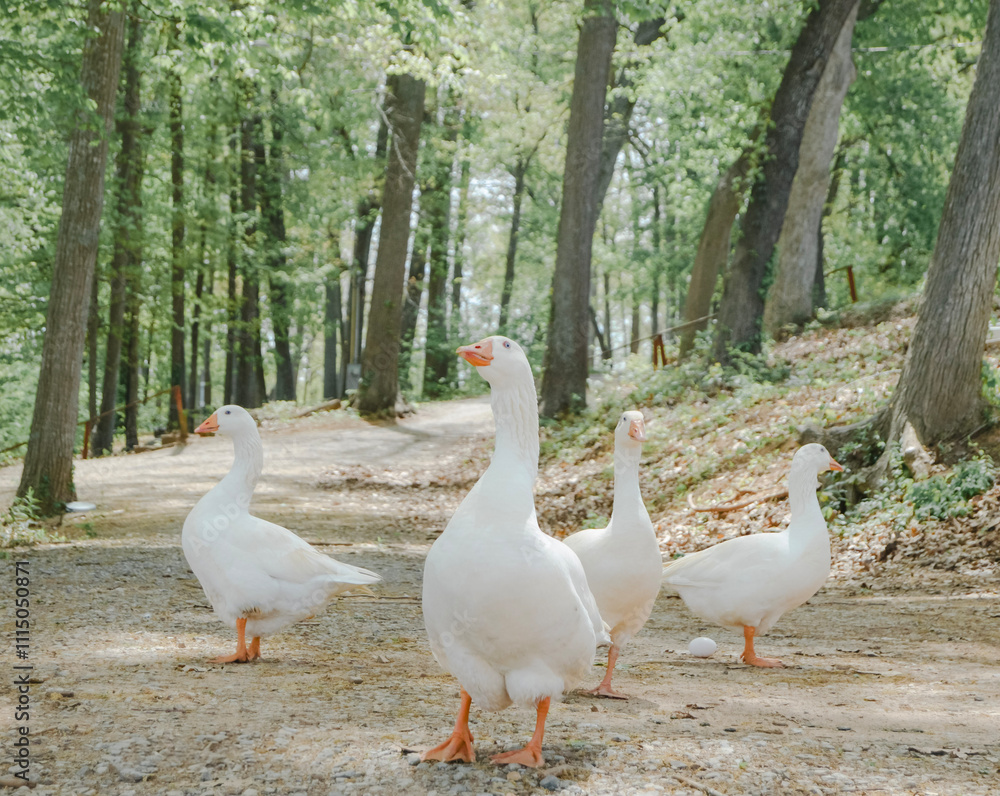 Obraz premium Friendly ducks on a hike