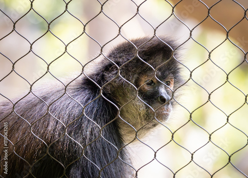 The Mexican Spider Monkey by the fence at the zoo. Critically endangered due to the habitat loss and pet trade can live up to 40 years in captivity. A new world monkey with a strong prehensile tail.  photo