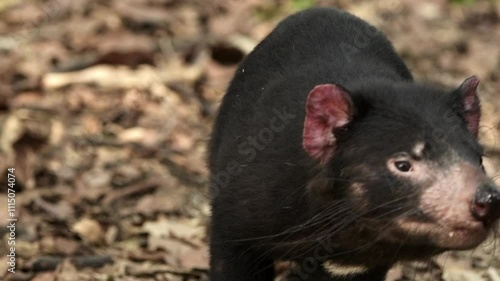 The Tasmanian devil is a carnivorous marsupial of the family Dasyuridae. 