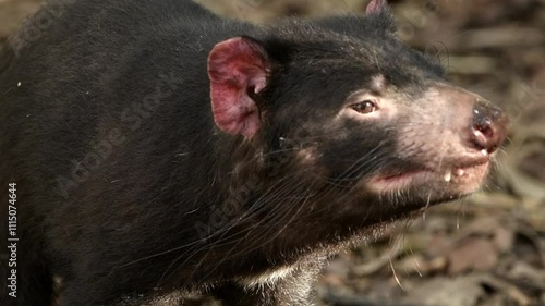 The Tasmanian devil is a carnivorous marsupial of the family Dasyuridae.  photo