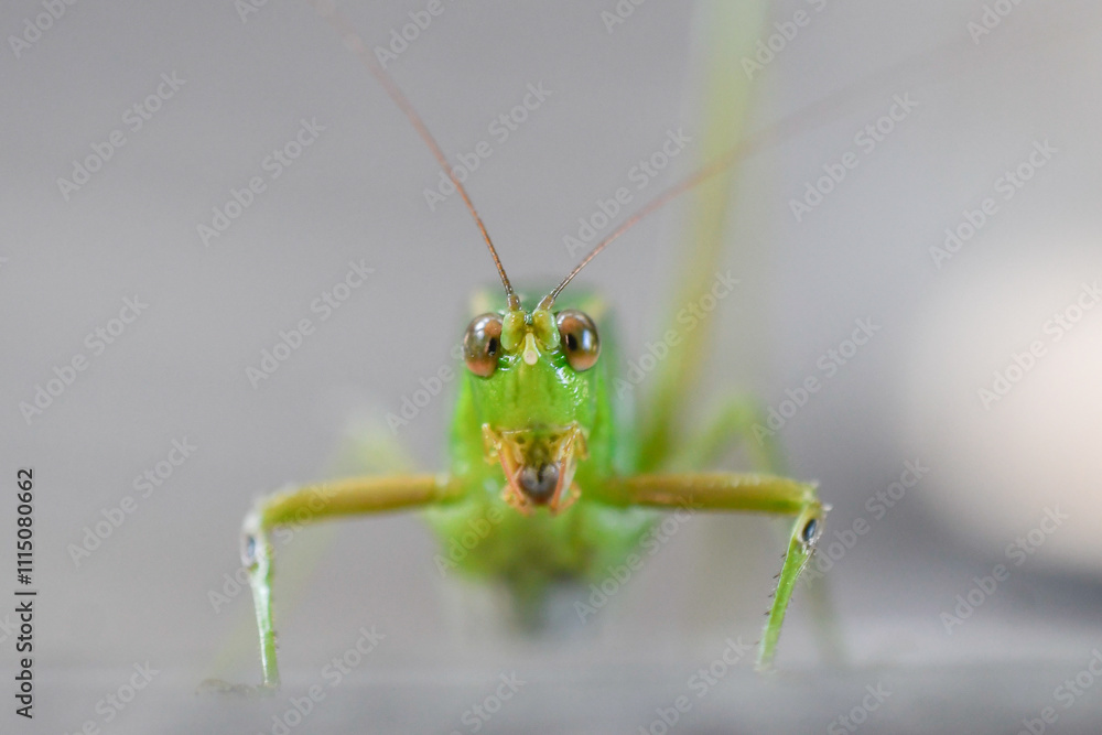Fototapeta premium Saltamontes de frente