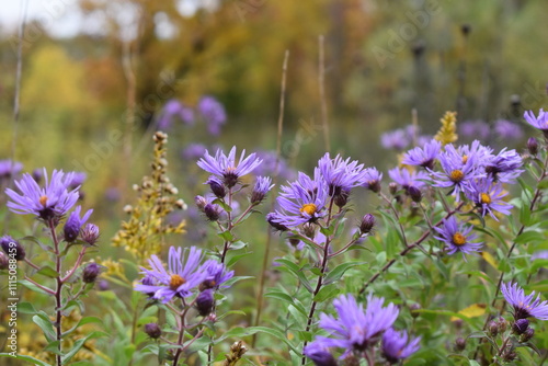 Purple Wildflowers