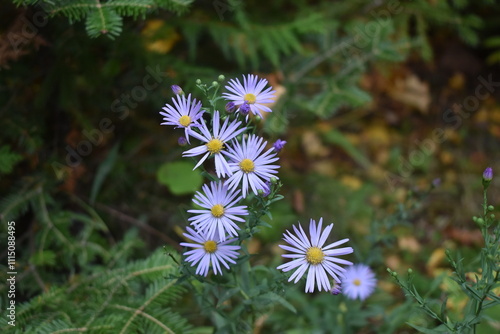 Purple Wildflowers