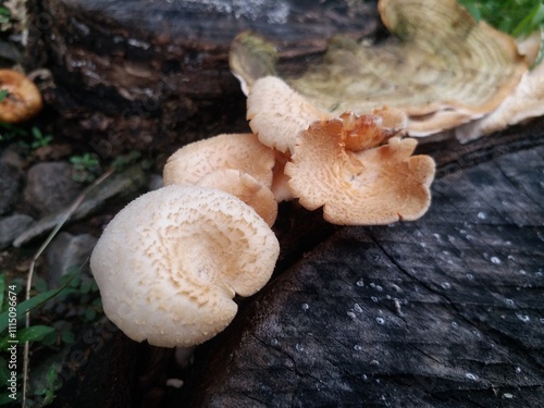 a colony of lentinus tigrinus or wood fungus on a rotting tree trunk photo