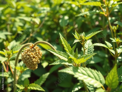 Tropical herb garden with many small seeds on curved bouquet and fresh green leaves of Nettle or Laportea Interrupta in sunlight , foliage details, nettle flowers photo