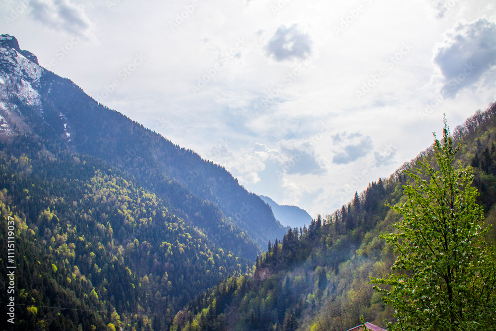 Obraz premium A valley with trees and majestic mountains in the background