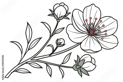 tub Cosmos flower line art white background A.eps