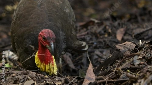 The Australian brushturkey, Australian brush-turkey, or gweela, also frequently called the scrub turkey or bush turkey, is a common, widespread species of mound-building bird.