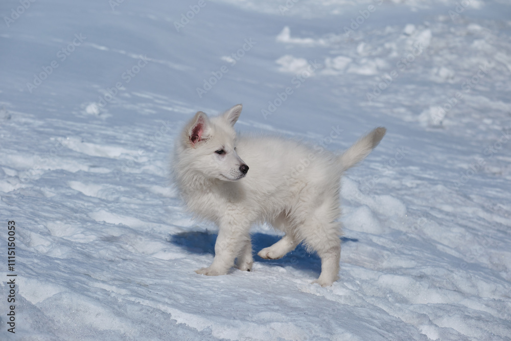 White Swiss Shepherd puppy walks on snow crust in winter. White Swiss Shepherd puppy walks on snow crust in winter.