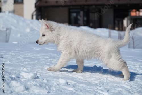 White Swiss Shepherd puppy walks on snow in a snowy garden in a cottage village in winter. photo