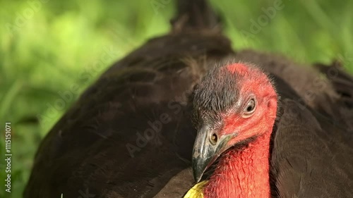 The Australian brushturkey, Australian brush-turkey, or gweela, also frequently called the scrub turkey or bush turkey, is a common, widespread species of mound-building bird.